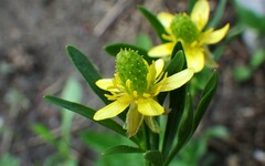 Ranunculus inamoenus