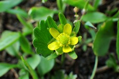 Ranunculus inamoenus