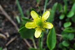 Ranunculus inamoenus