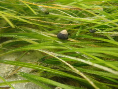 Micrelenchus huttonii