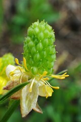 Ranunculus inamoenus