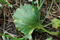Ranunculus inamoenus