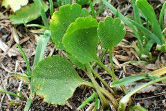 Ranunculus inamoenus
