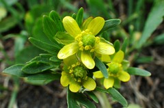 Ranunculus inamoenus