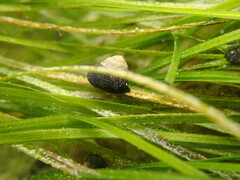 Micrelenchus huttonii