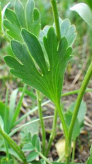 Ranunculus inamoenus