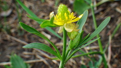 Ranunculus inamoenus