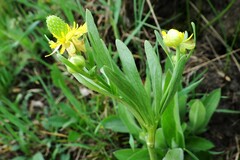 Ranunculus inamoenus