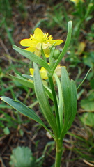 Ranunculus inamoenus