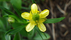 Ranunculus inamoenus
