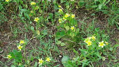Ranunculus inamoenus