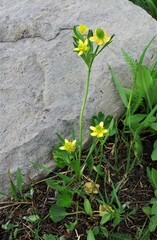 Ranunculus inamoenus