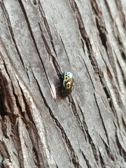 Zygogramma signatipennis