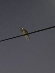 Podargus strigoides strigoides