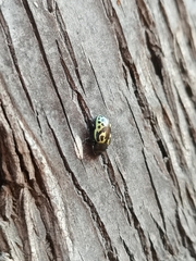 Zygogramma signatipennis