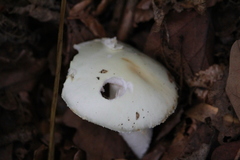 Agaricus abruptibulbus