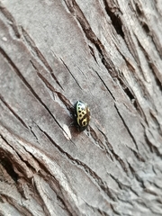 Zygogramma signatipennis