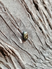 Zygogramma signatipennis