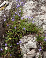 Campanula rotundifolia