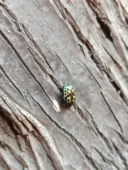 Zygogramma signatipennis