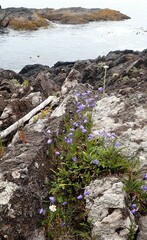 Campanula rotundifolia