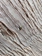 Zygogramma signatipennis