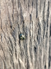 Zygogramma signatipennis