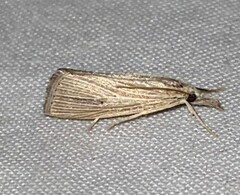 Eoreuma densellus