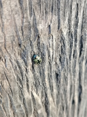 Zygogramma signatipennis