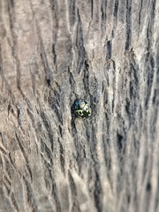 Zygogramma signatipennis