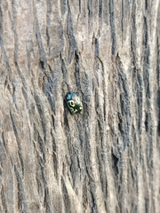 Zygogramma signatipennis