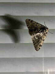 Phigalia denticulata