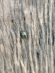 Zygogramma signatipennis