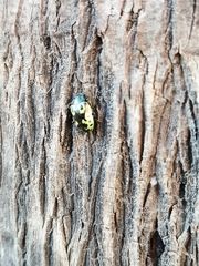 Zygogramma signatipennis