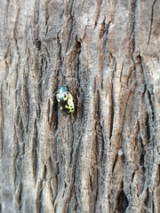 Zygogramma signatipennis