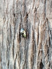 Zygogramma signatipennis