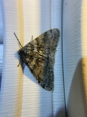 Phigalia denticulata