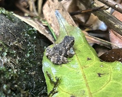 Ingerophrynus parvus