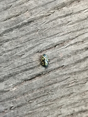 Zygogramma signatipennis