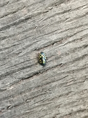 Zygogramma signatipennis