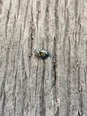 Zygogramma signatipennis