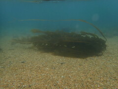 Undaria pinnatifida