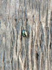 Zygogramma signatipennis