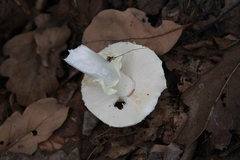 Agaricus abruptibulbus