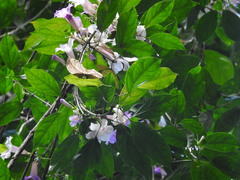 Brunfelsia pauciflora