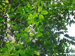 Brunfelsia pauciflora