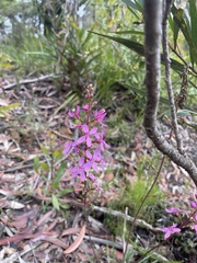 Stylidium lineare