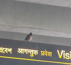 Acridotheres tristis