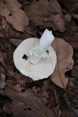 Agaricus abruptibulbus