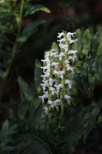 Nodding lady's tresses (Spiranthes cernua)
